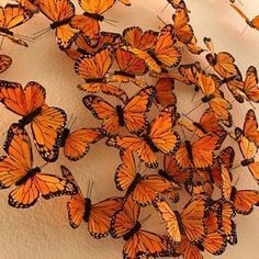 Orange Butterflies aesthetic-wallpaper