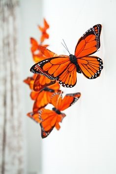 Orange Butterfly aesthetic