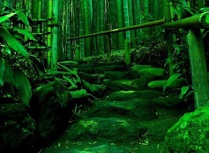 green aesthetic pictures