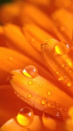 Orange Dark aesthetic